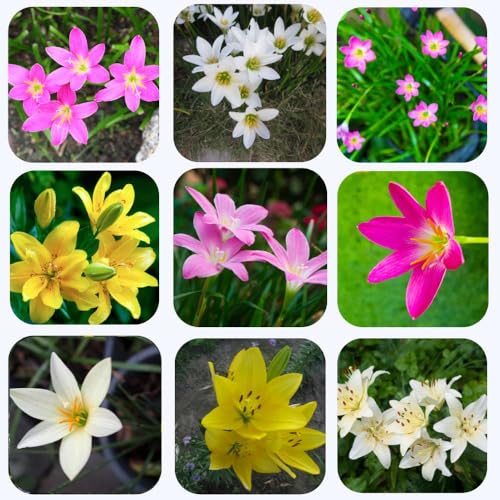 Udanta Zephyranthes - Rain Lily All Season Flower Bulbs 10pcs Mix (B0CLFKVNWR) Amazon Price History, Amazon Price Tracker