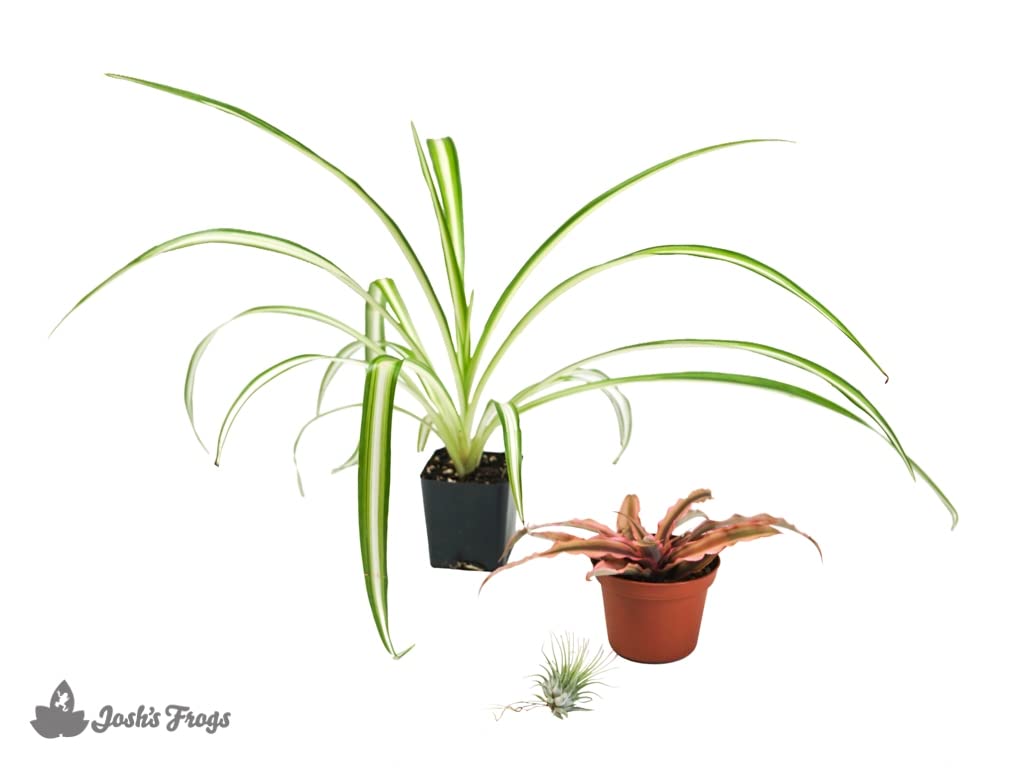 Josh's Frogs 18x18x18 (20 Gallon) Hermit Crab Vivarium Bioactive Plant Kit