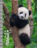 Panda Bear Notebook: Large 8.5x11 Composition Journal / 100 Sheets (200 Pages) / College Ruled Diary - Blank Numbered Pages / Animal Photo Cover ... Taking Gift For Home-School - Work - Writing