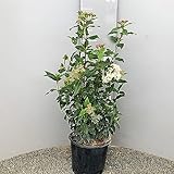 Imballaggio spedizione assistenza clienti Le piante vengono preparate con la massima attenzione dai nostri addetti che curano l'imballaggio sotto ogni aspetto. Affidiamo ogni spedizione a un corriere specifico per un trasporto rapido e sicuro siamo sempre Siamo disponibili 24 ore su 24 e 7 giorni su 7. Non esitare a contattarci