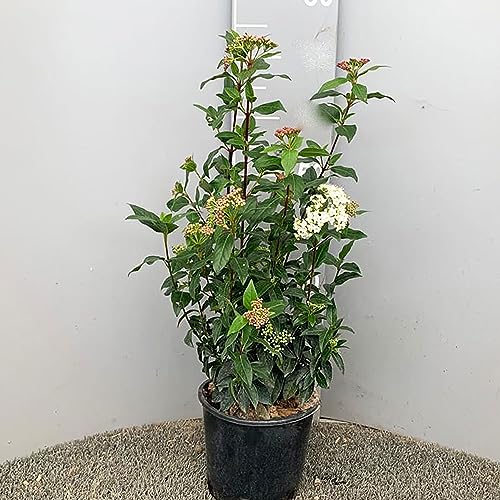 SAVINI VIVAI Pianta da Siepe Viburno Piante da Siepe Albero in vaso 18 cm Altezza 60-70 cm Made in Italy