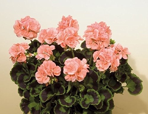 Zonal Geranium Lenja (Light Salmon) Plant in a 13cm Pot x 3 Zonal Pelargonium