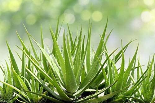 PRINZIP 100% Organic Aloe Vera/Aloe Vera Leaf Powder for skin and hair (500gm) 1