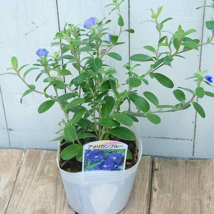 アメリカンブルー様 Amazon | はなみどり アメリカンブルー 青系 花苗 6株 | 花