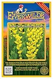 Everwilde Farms - 10 Large Yellow Wild Indigo Native Wildflower Seeds - Gold Vault Seed Packet
