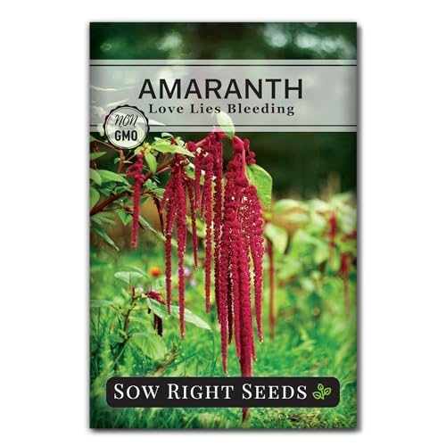 Sow Right Seeds - Love Lies Bleeding Amaranth Seeds for Planting - Non-GMO Heirloom Variety - Stunning Red Blooms - Easy to Grow Garden Annual - Ideal for Landscaping and Ornamental Use (1)