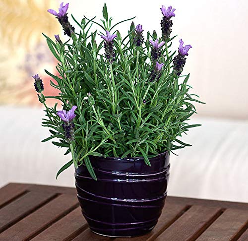 See full amazon price history chart for Lavender Plant_pack of 30 seeds Lavender Plant_pack of 30 seeds (B0BDGBKV1Q) Amazon Price History, Amazon Price Tracker
