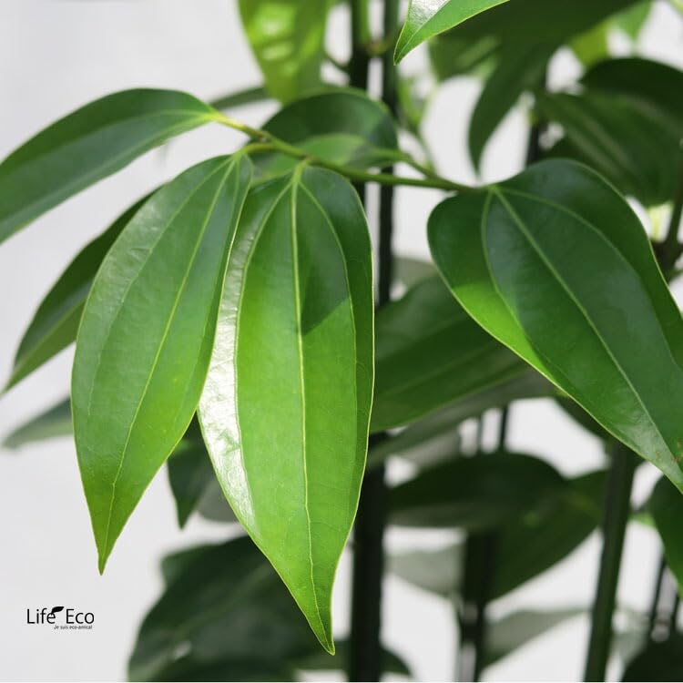 Amazon｜観葉植物 大型 シナモン（セイロンニッケイ） / 10寸・約W60cm