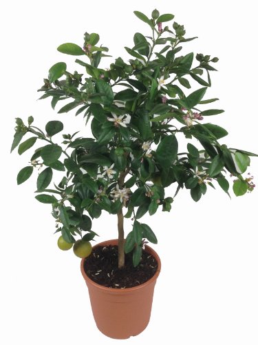 Zitruspflanzen Weseler Kräuterparadies Limettenbaum Lima Verde