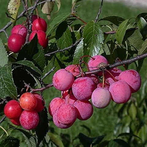 Prunus Americana Seeds by YEGAOL Cover