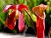 10 SWEET PITCHER PLANT CARNIVOROUS Sarracenia Gronovii Rubra Red Flower Seeds