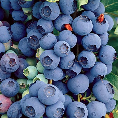 Carbeth Plants Blueberry Plant Bluecrop in 9cm Pot - Fruit Plant