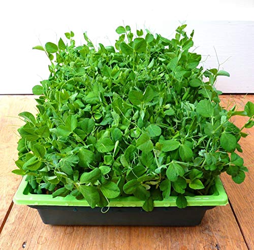 Micro Verdi germogli di piselli crescere il proprio invernale Windowsill Insalate 25 mi di semi:Graines