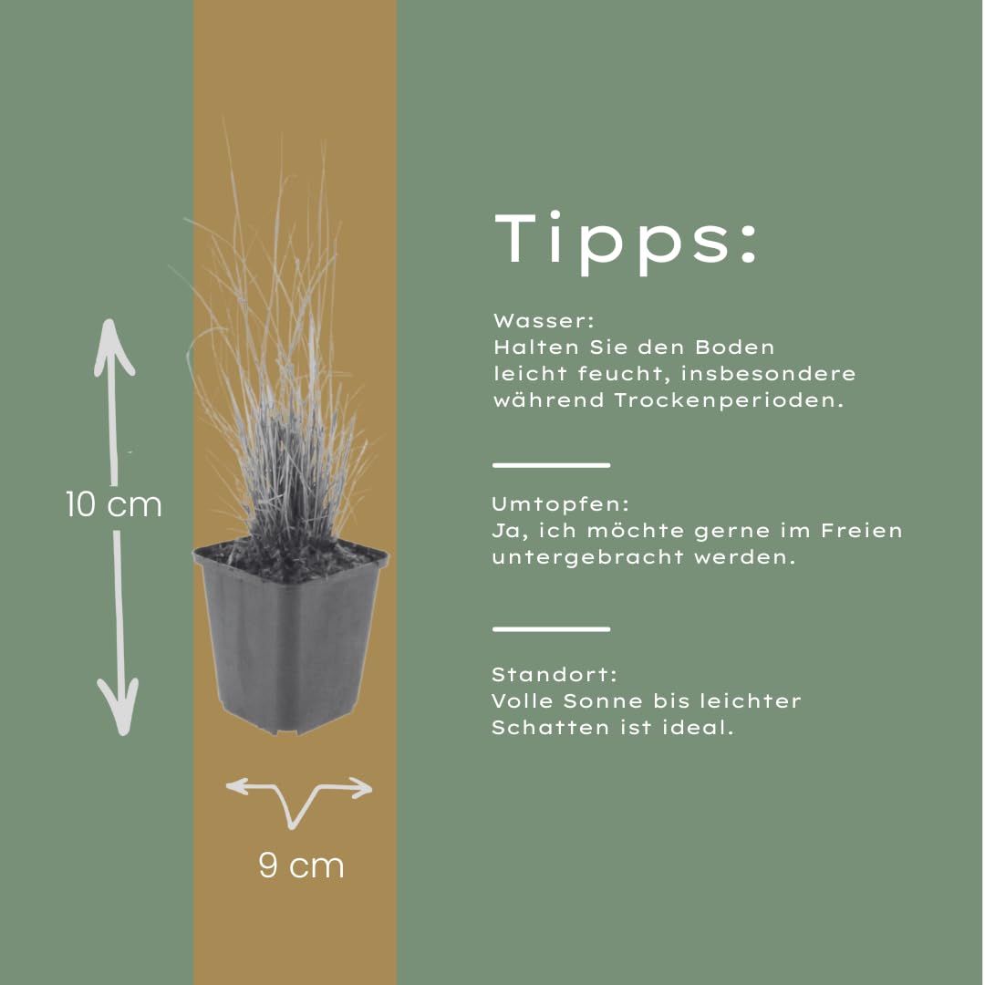 Zestaw trawy ozdobnej z Calamagrostis Brachytricha, do ogrodu, zestaw 48 sztuk, 10-25 cm
