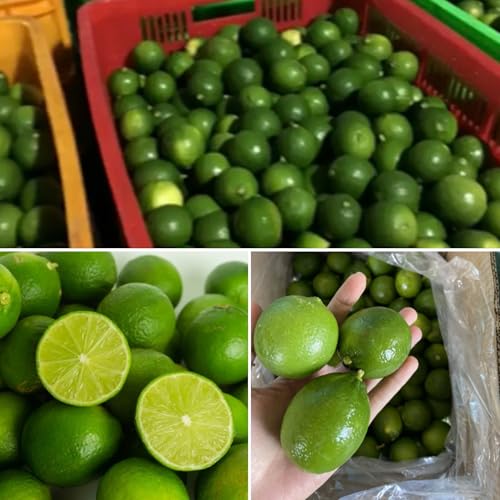 Image of Seedless Grafted Lemon Plant /Dwarf Sarbati Lemon Plant (height 2 Feet), S83