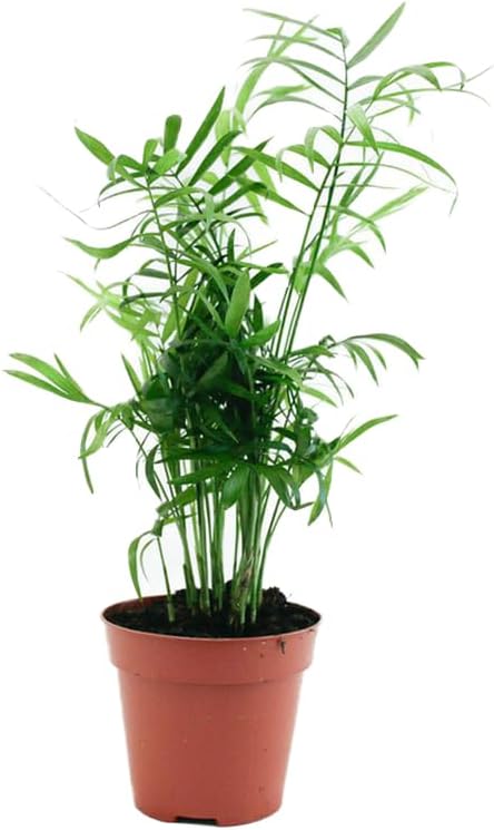 Spring Rose Souq Fresh Live Plants,Real Plants For Indoor Home Plants Chemadora Plant 25X8X8 Cm