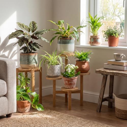Bloomique - Assortiment de 12 - Coffret Seconde Chance - Coffret Surprise Durable - Plantes d'intérieur - Hauteur 20-40 cm - Pot 12 cm – vue 3