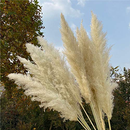 Pampas Grass, 5Pcs Natural Dried Flowers Phragmites Bouquet Artificial Flowers for DIY Home Kitchen Wedding Table Floral Arrangements Vase Decor (B)