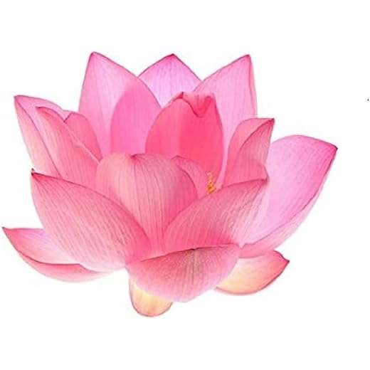 Fresh Lotus Flower 1Pc