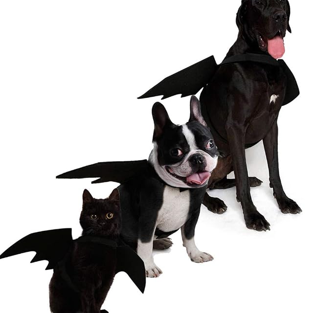 Foto 6 de 7 de Iris Sprite Disfraz de Murciélago de Halloween para Gatos Halloween Gatos Disfraz de Gato Sombrero de Bruja…