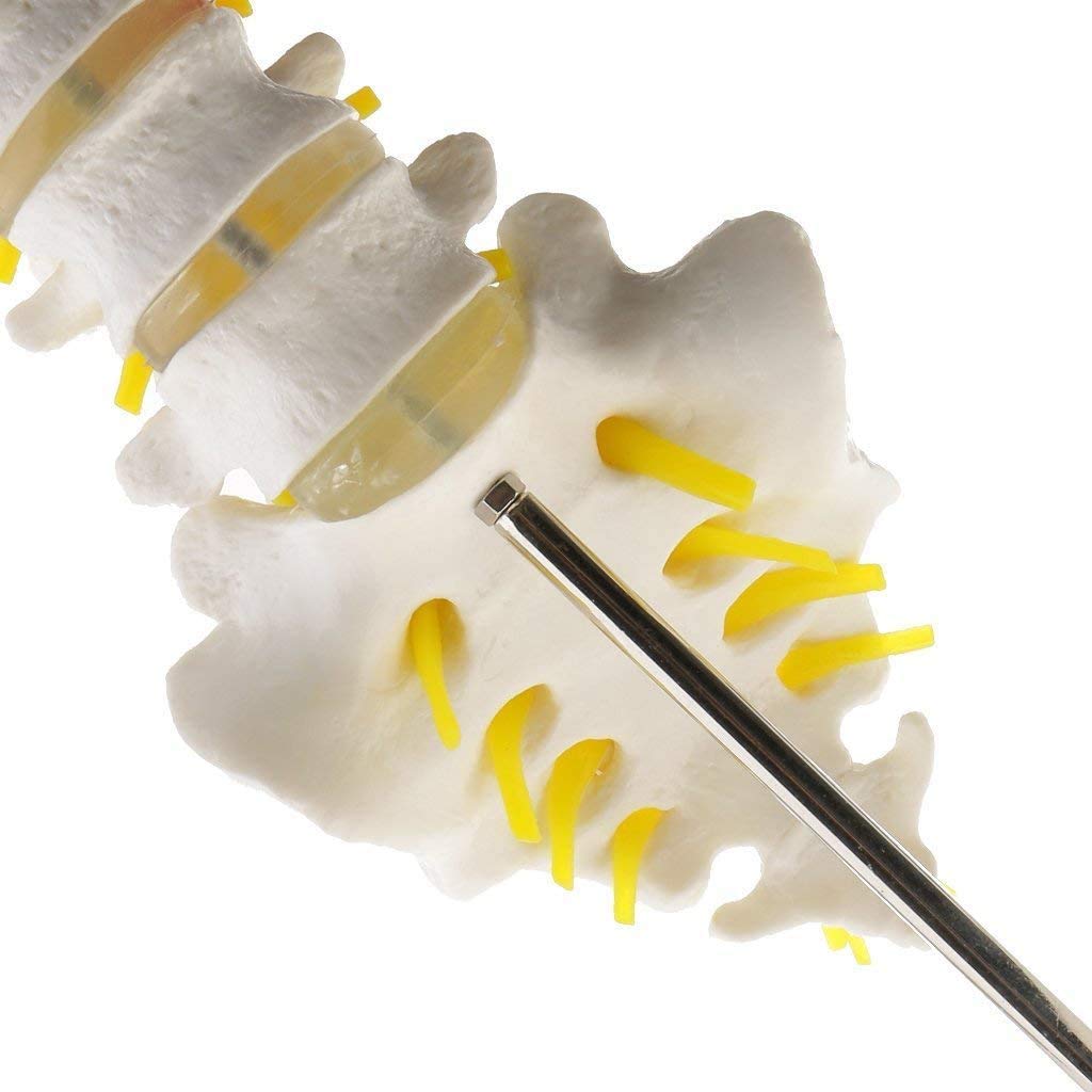 EIN Modell Der Menschlichen Wirbelsäule - Anatomisches Modell Der Lendenwirbelsäule/Kreuz- Und Steißbein, Medizinisches Anatomisches Modell des Menschlichen Skeletts - Für Hilfe Sanität...