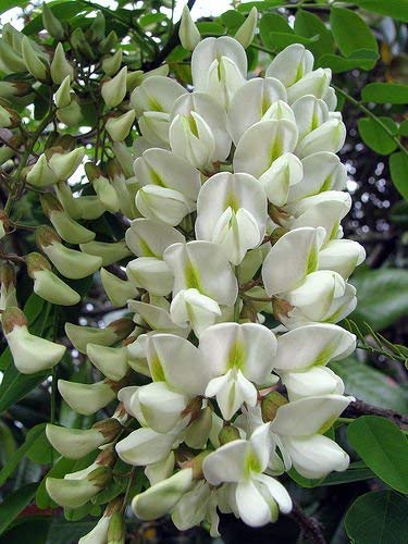 Portal Cool 30 Seeds: Robinia pseudoacacia Albero 50/150/30/100 Semi fragrante Freddo Hardy Robinia