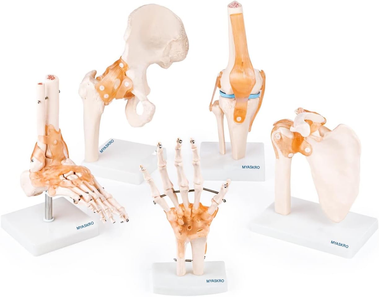 - Anatomical Human Joint Models Set Of 5 - Knee Joint, Hip Joint, Shoulder Joint, Foot Joint And Hand Joint Model