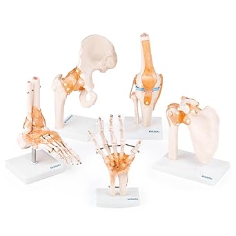 Myaskro Anatomical Human Joint Models Set Of 5 - Knee Joint, Hip Joint, Shoulder Joint, Foot Joint And Hand Joint Model