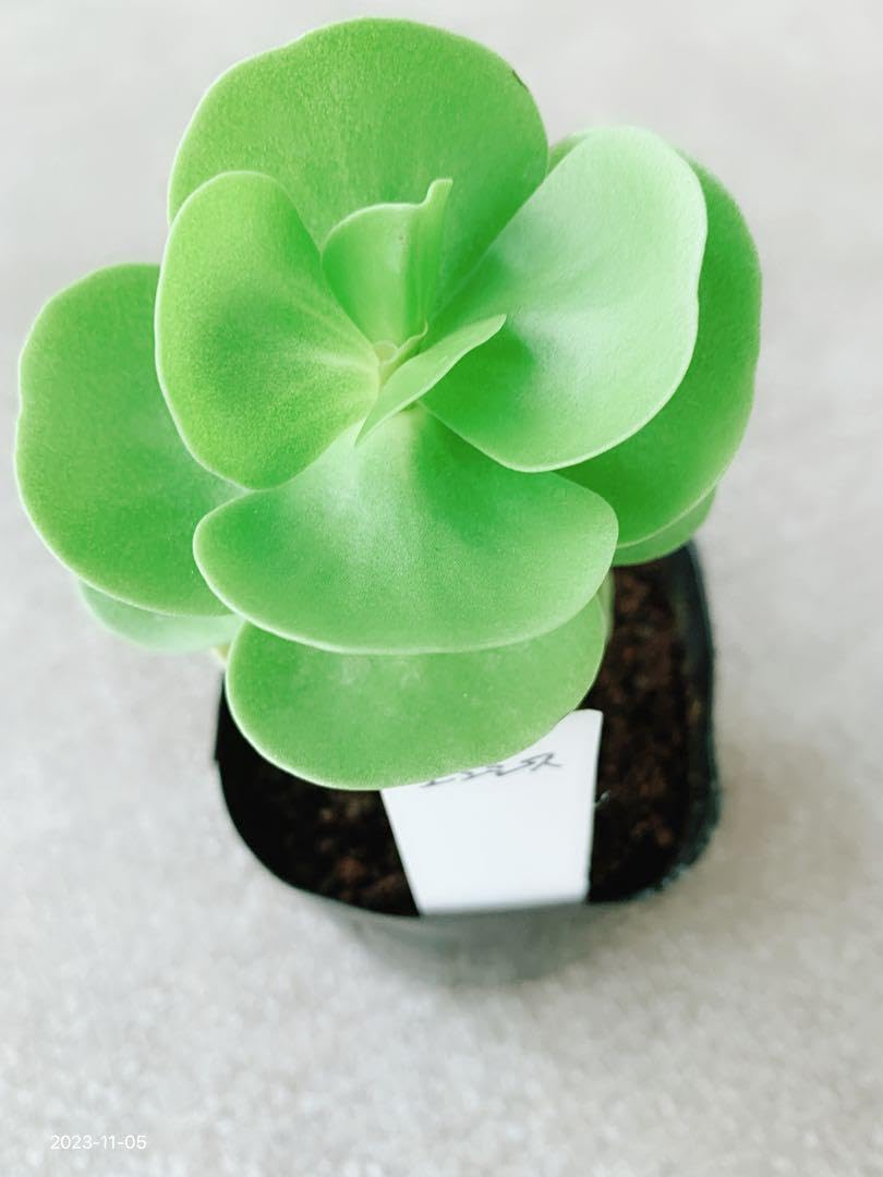 Amazon.co.jp: 人気 多肉植物 多幸樹 モロコエンシス モロキニエンシス