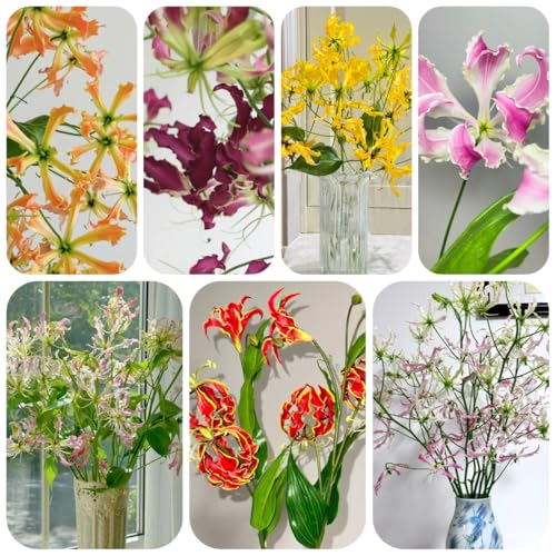 5bulbos de lirio de llama de ación temprana, silvestres, balcón de lirio antorcha frescas, decoraciones de jardín al aire libre