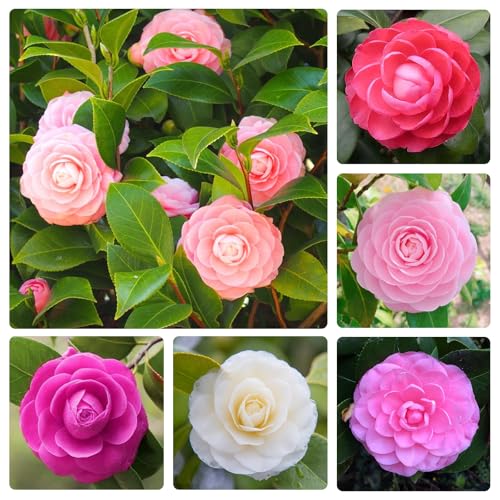 15+ Mix Camellia Flower Seeds for Planting-Non-GMO Heirloom Plant Seeds Garden Outdoor