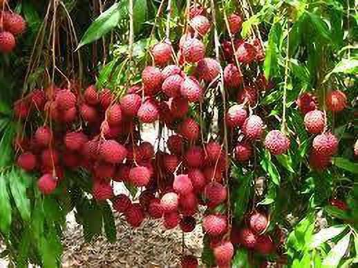 Litchi(Model-Heiye) plant
