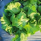 100 Pc Semillas Frescas De Lechuga Iceberg, Semillas De Lechuga Recoger Lechuga - Plantas En Maceta Resistentes, Kit De Cultivo De Hortalizas. Lechuga Recogiendo Semillas De Lechuga,