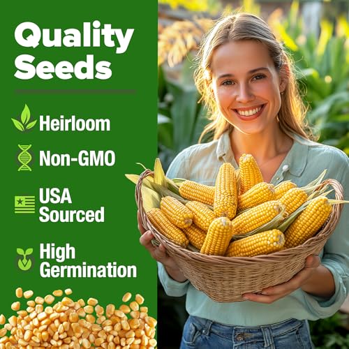 Image of HOME GROWN Golden Bantam Sweet Corn Seeds 200+ Heirloom Non-GMO Seeds for Planting, High Germination, Yellow Kernel Corn on the Cob, Early Summer Harvest, Easy to Grow Home Garden Crop (Zea mays)