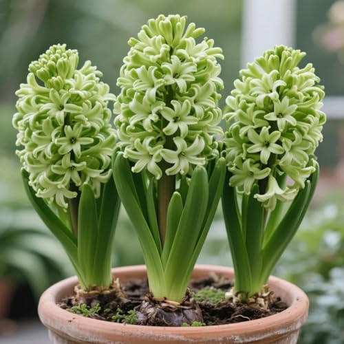 Rizoma Giacinto Resistente, Rizoma Perenne Giardino, Giacinto Giardino Raro Elegante Esposizione Giardino-2 rizomi-G