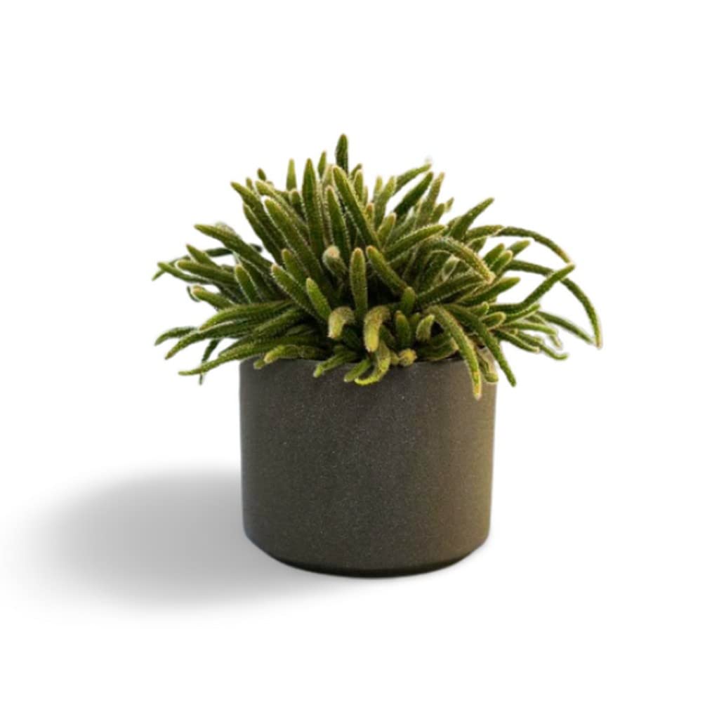 OhhSome Indoor Plant Large Rhipsalis Horrida All Pet Friendly Plants Cactus Live For Home Decoration (Healthy Plant) (B09L8HHDQM) Amazon Price History, Amazon Price Tracker