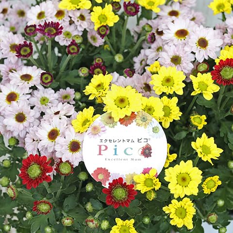 Amazon.co.jp: 花苗 エクセレントマム ピコ ポットマム 3色植え Amazon.co.jp: 花苗 エクセレントマム ピコ ポットマム 3色植え