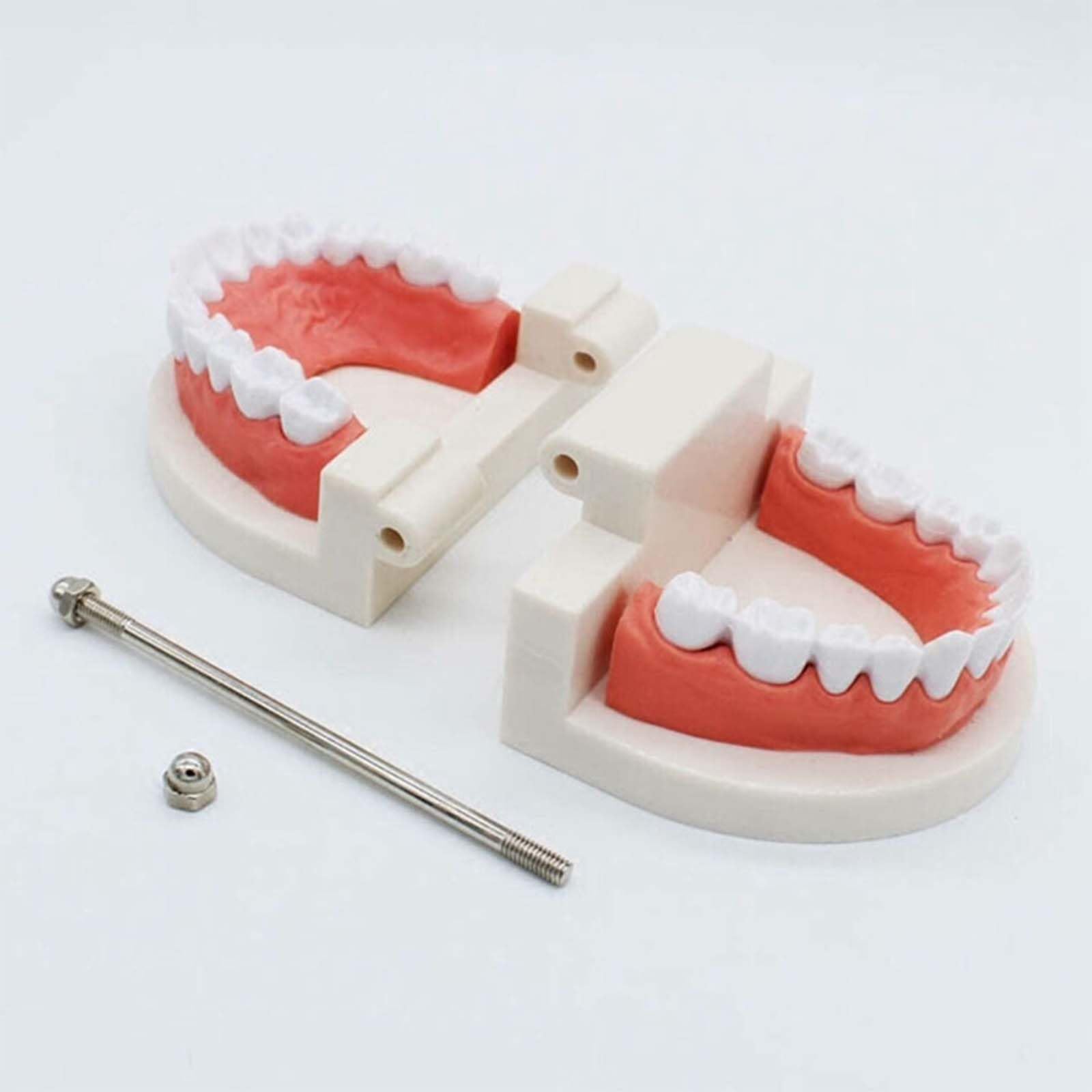 2 sztuki modeli do zębów z 2 sztukami szczoteczek do zębów, model do zębów dla dzieci, model do pielęgnacji zębów dla dzieci w klinikach dentystycznych lub przedszkolach