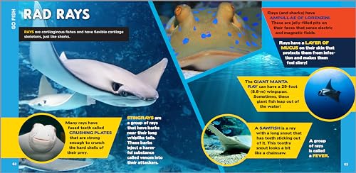 Callisto Kids Hestermann, Bethanie The Fascinating Ocean Book For Kids: 500 Incredible Facts! thumb #2