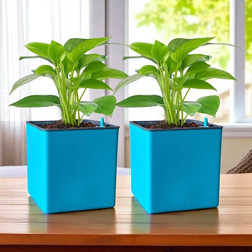 Image of Indian Discovery Self Watering Tabletop Planter| Flower Pots for Home, Terrace, Balcony, Vertical Garden Decor Flower Pots(2 PC, Sea Green, Square) |6 Inch UV-Resistant Plastic Plant Pots
