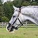Thinline Turnout Halter for Use with Grazing Muzzle | Horse Equine Safe Comfortable Adjustable Breakaway Halter, Horse
