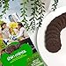 Girl Scout Thin Mints Cookies (32 per box)