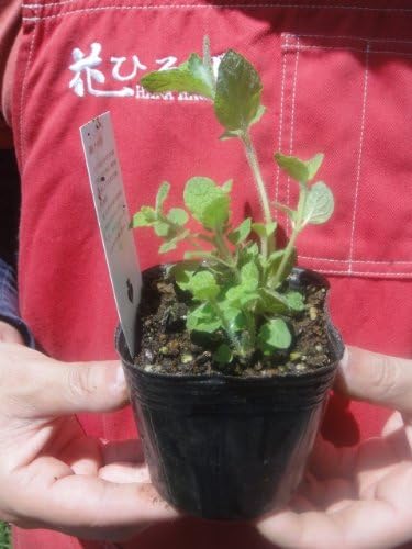 Amazon Co Jp ハーブ 苗 アップルミント 3号ポット苗 Diy 工具 ガーデン