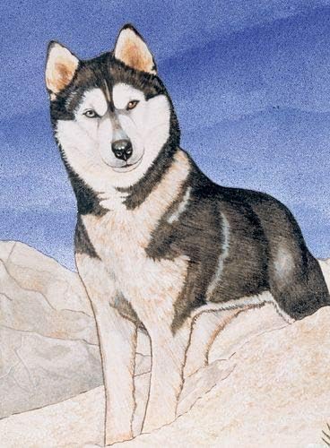 Siberian Husky Blank Note Cards Boxed