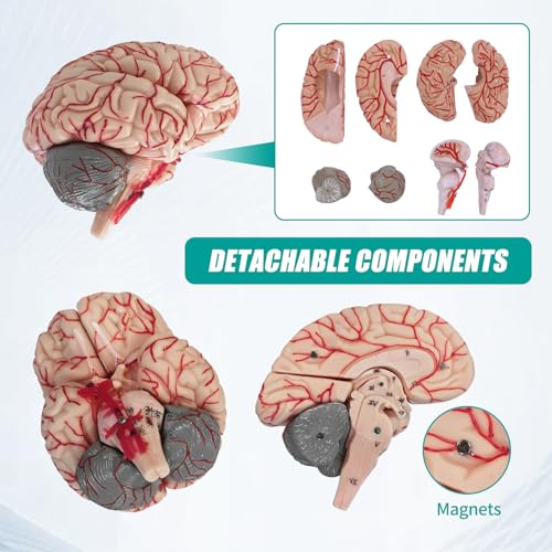 Image of SFXYJ Charts Human Brain Anatomical Model, 8-Part Model of Brain Life Size Anatomically Accurate Brain Model w /Labels & Display Base for Science Classroom Study Display, Manual Included