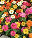 50+ Annual Flower Garden Seeds - Dwarf Zinnia - 'Thumbelina' Shorter Variety!!!