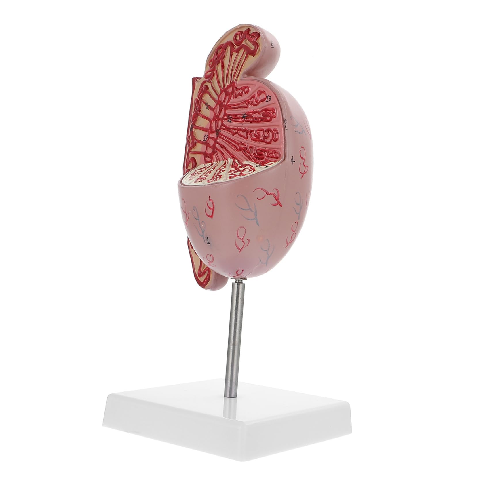 Männliches Anatomiemodell Flexibles Lehrmittel Für Humanorgane Material Realistische Details Für Anatomieunterricht Und Ausbildung Für Schüler Und Interessierte