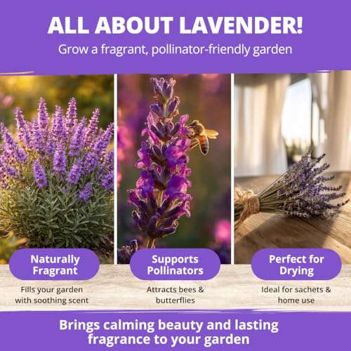 Image of HOME GROWN Non GMO English Lavender Seeds 1,500+ Wildflower Seed for Planting Indoor /Outdoor, High Germination, Plant Flower Seeds (Lavandula antustifolia)