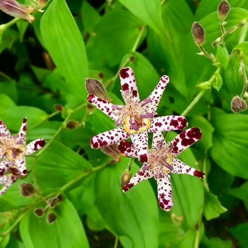 30 Tricyrtis Flower Seeds for Planting, Mixed Color Tricyrtis Wonder Toad Lily Flower Seed, Shade Loving Perennial, Non-GMO Heirloom Tricyrtis Seed for Small Garden Border, Home Outdoor