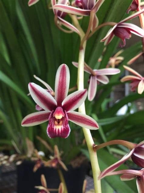 Divine Blossoms Exotic Orchid Species Cymbidium Bicolour Without Flowers (B0CHPDP22C) Amazon Price History, Amazon Price Tracker